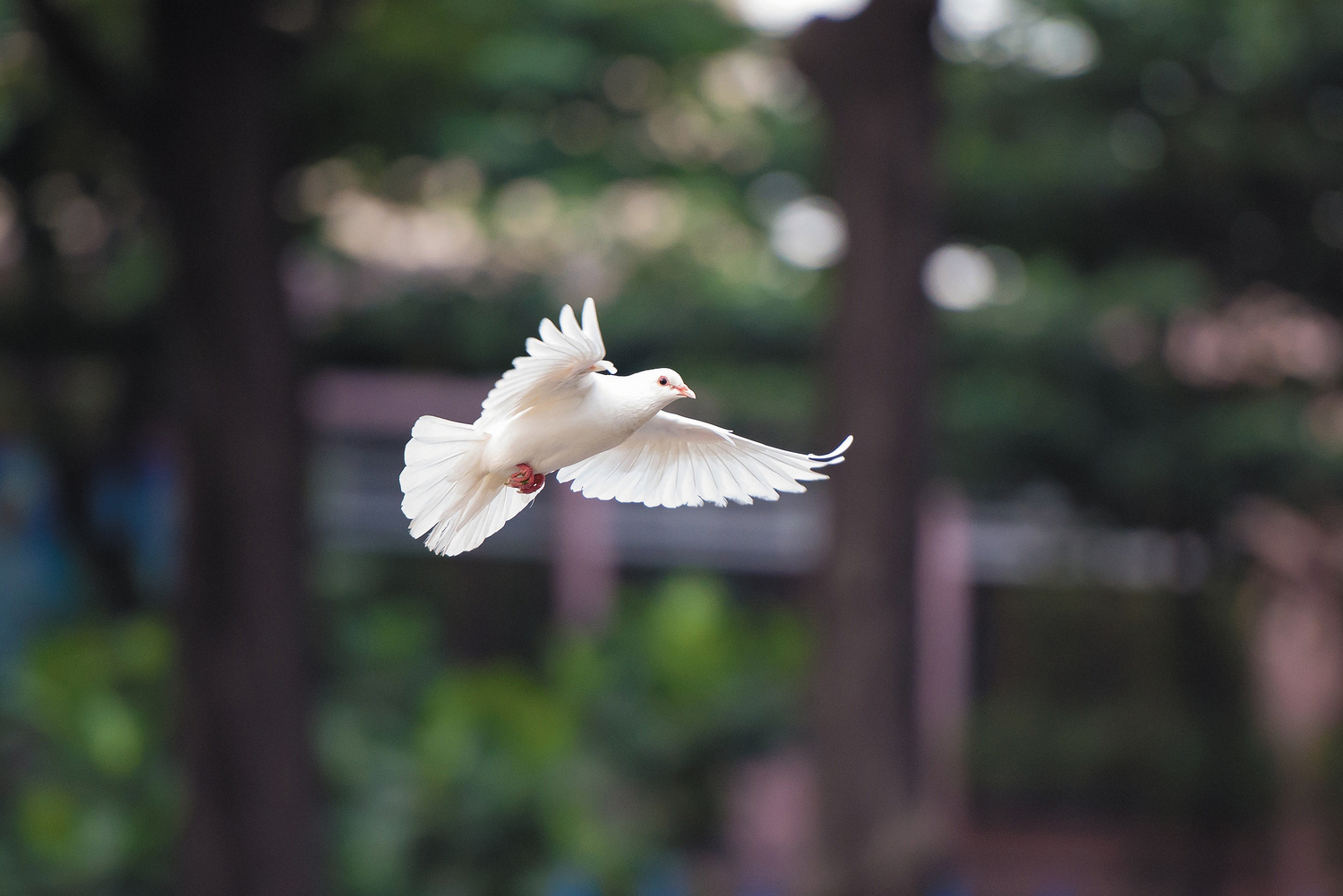 pixabay.com/kieutruongphoto